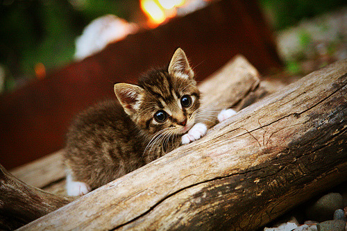 Dota 2 国际赛季阵容升级,dota2 国际比赛