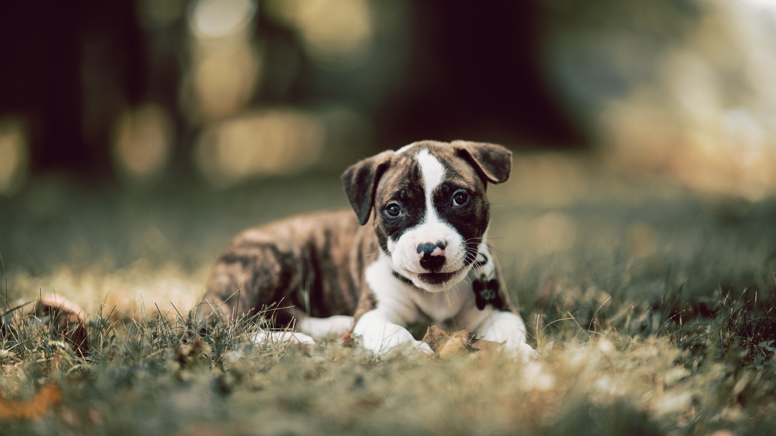 _全民骑行日:骑上自行车迎接美好未来_,呼吁大家骑自行车出行