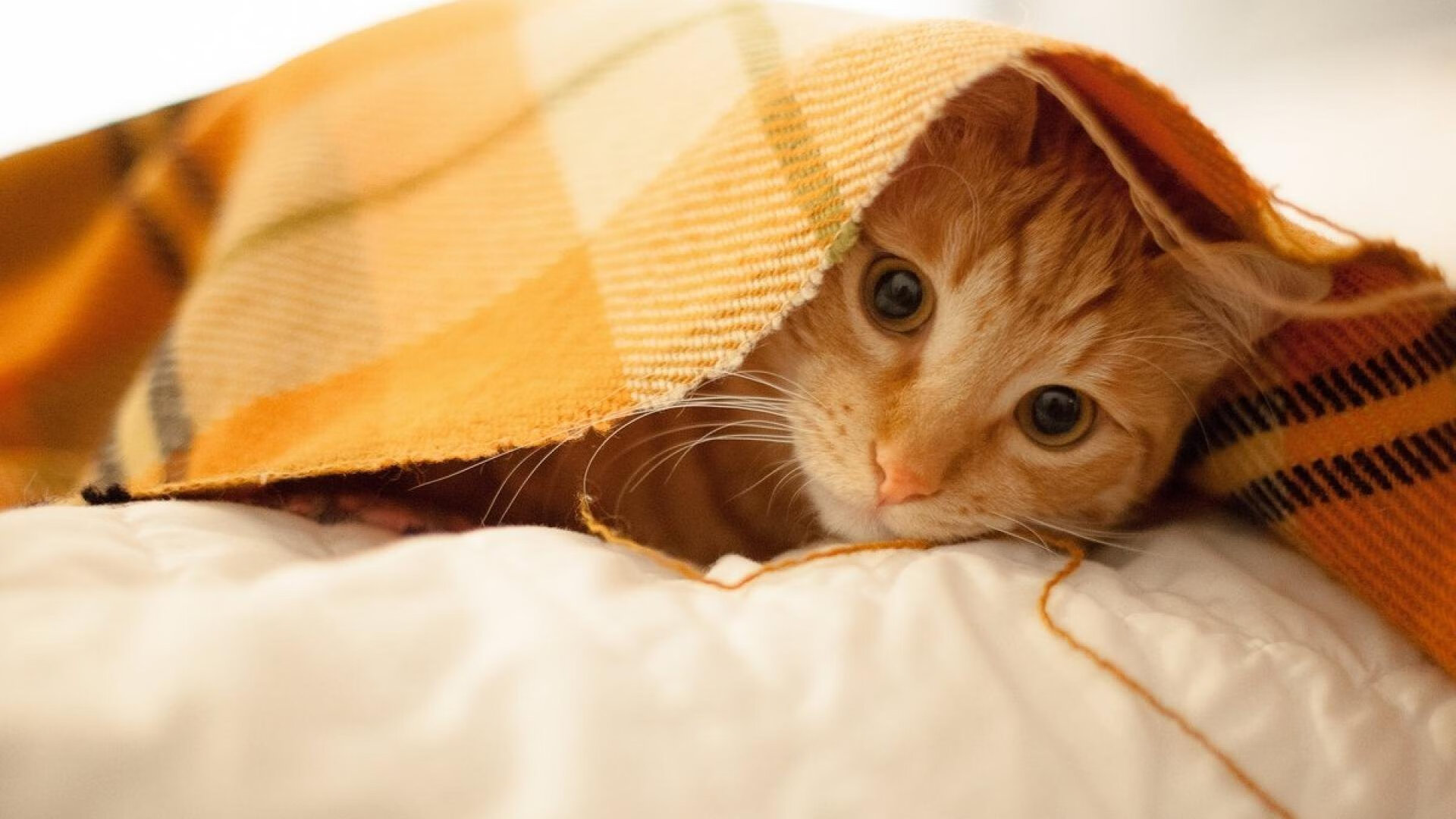 _布宜诺斯艾利斯挑战赛:拉丁美洲网坛的新势力_,布宜诺斯艾利斯全名