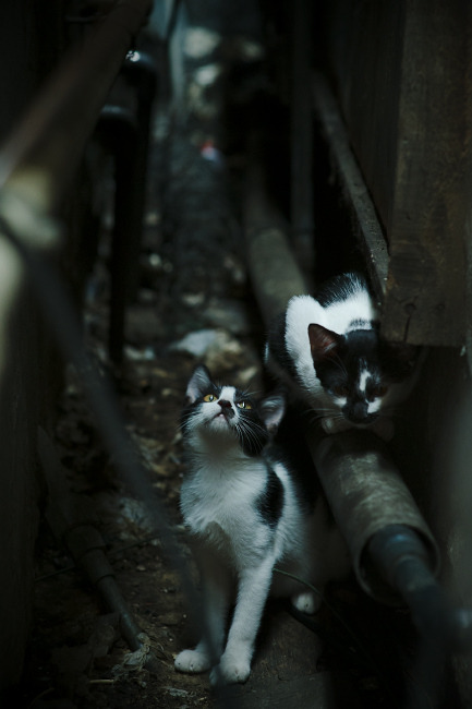 “逆转战役：球队逆境中实现奇迹的故事”，逆转比赛