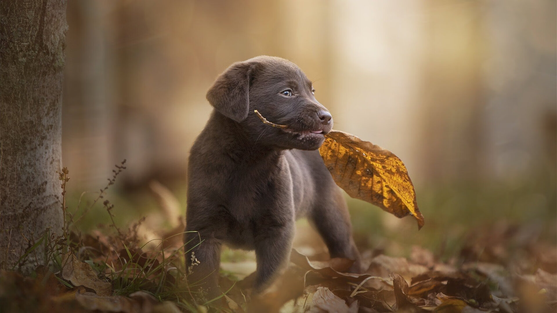 史上最“疯狂”欧冠比赛：让人屏息的逆袭，欧冠搞笑